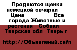 Продаются щенки немецкой овчарки!!! › Цена ­ 6000-8000 - Все города Животные и растения » Собаки   . Тверская обл.,Тверь г.